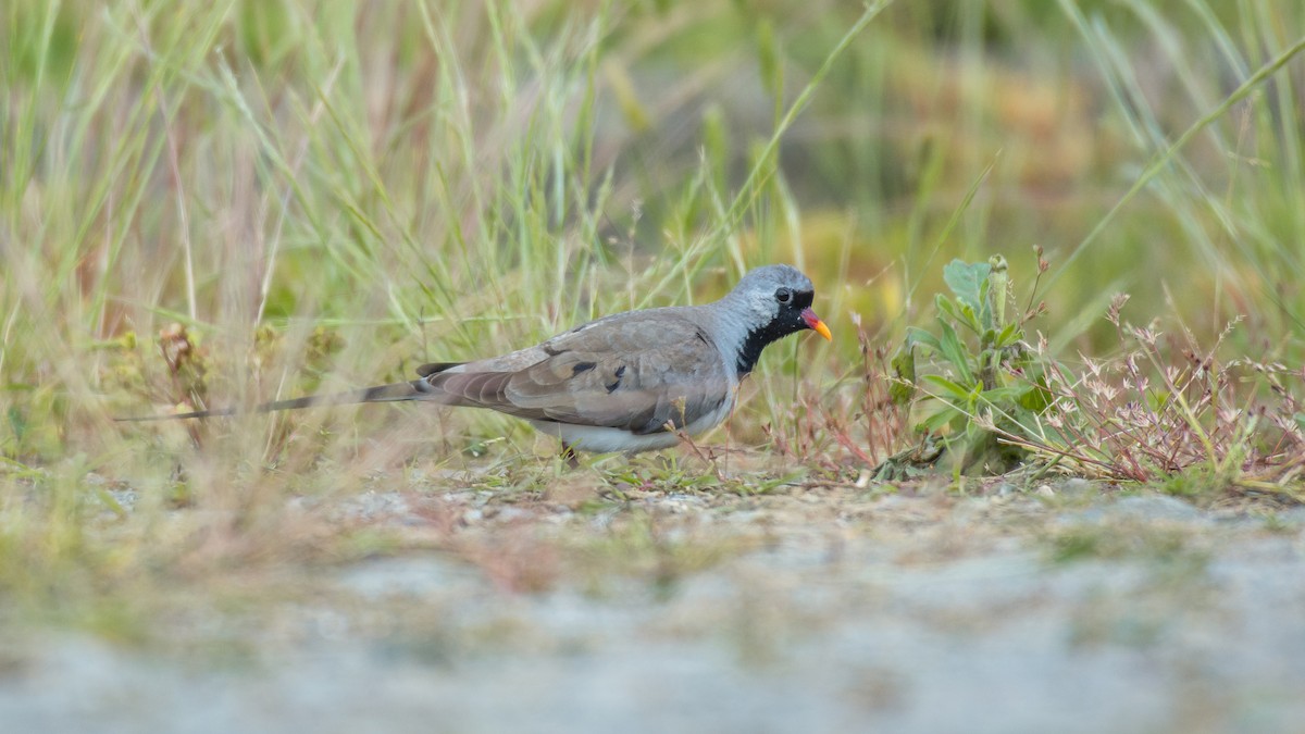 Namaqua Dove - Huseyin Keles