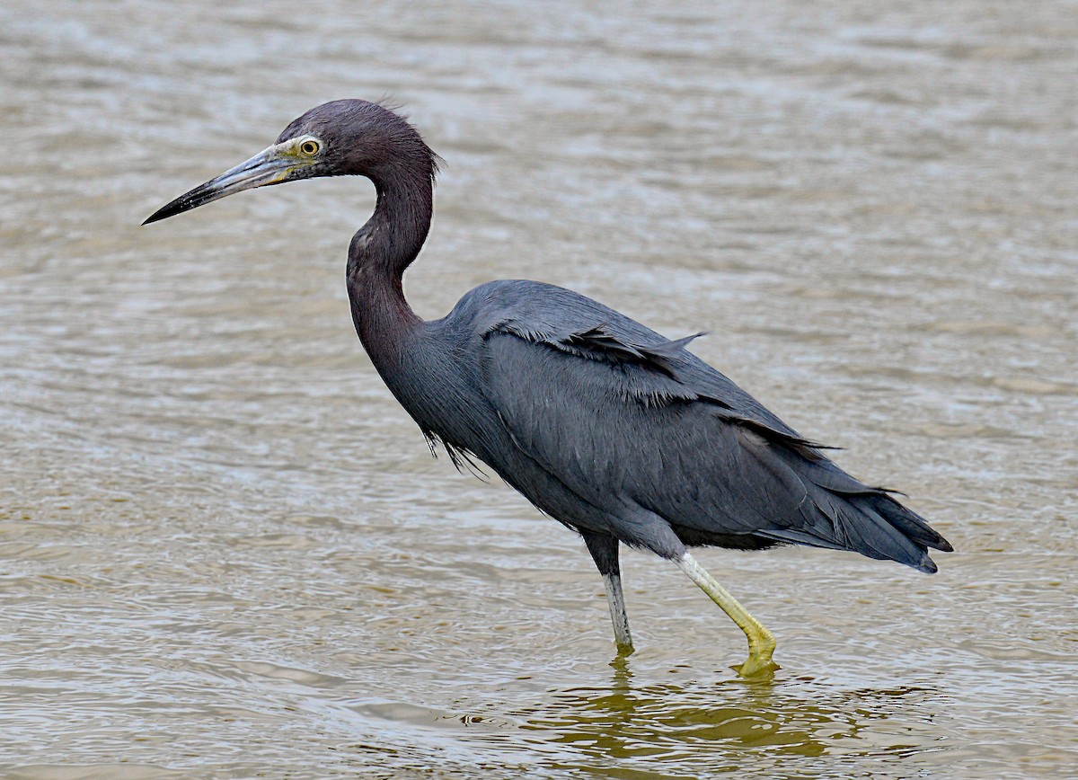 Little Blue Heron - leonard blass