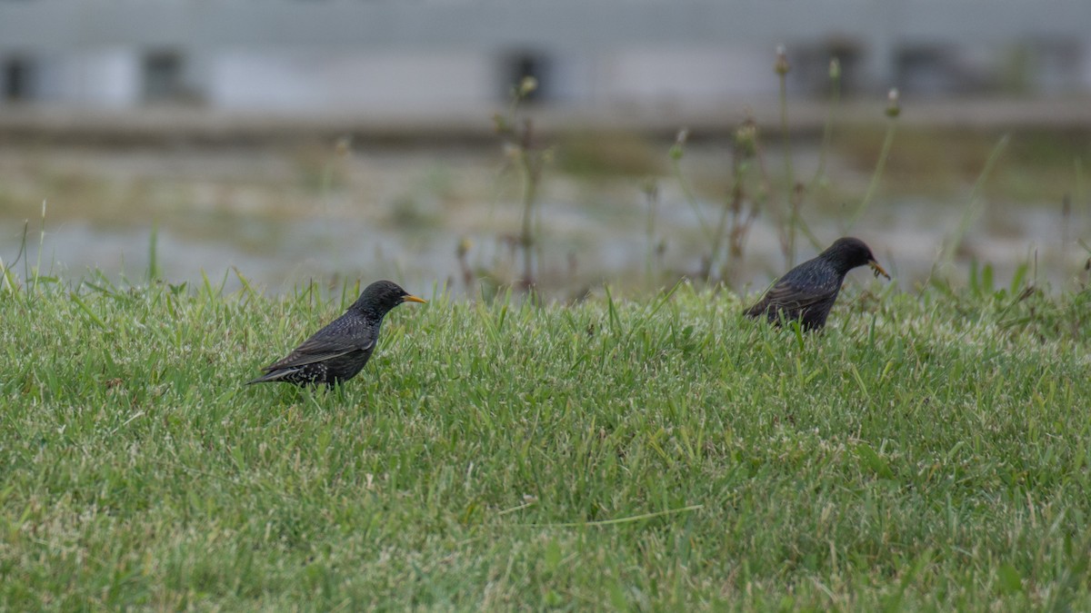 European Starling - ML239543441