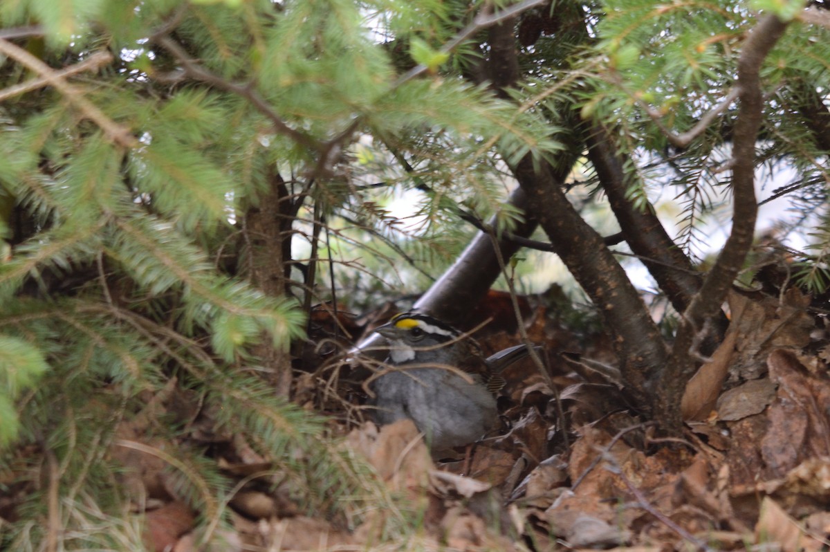 White-throated Sparrow - ML239547271