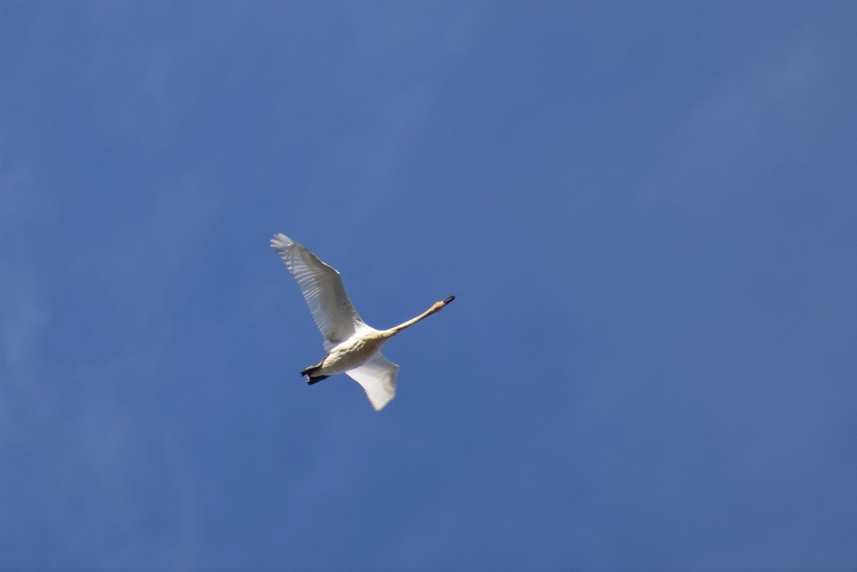 Trumpeter Swan - ML239548751