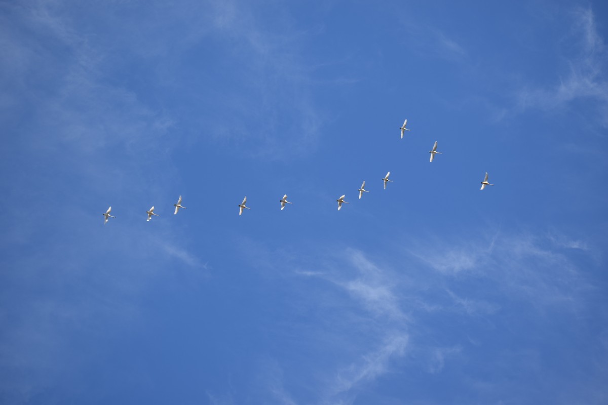 Trumpeter Swan - ML239548771