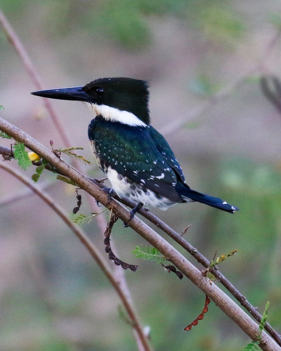 Green Kingfisher - ML239549531