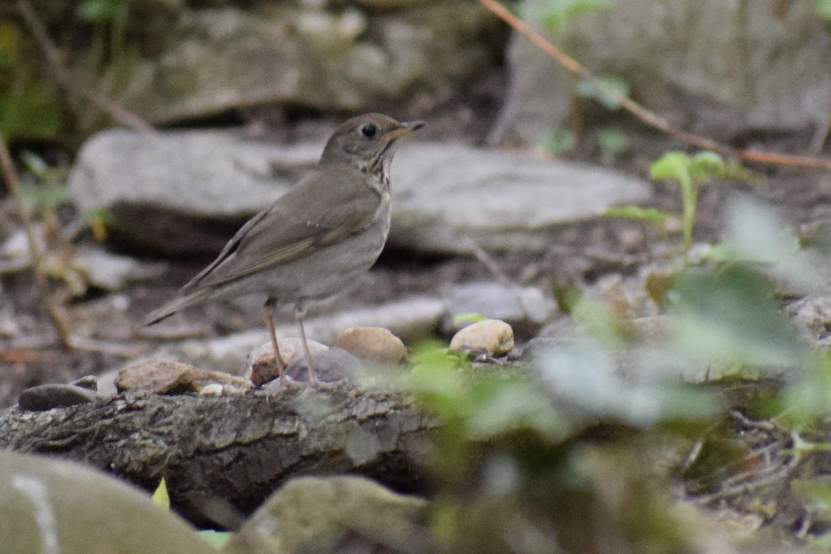 Gray-cheeked Thrush - ML239549881