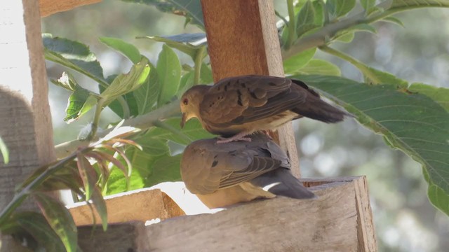 Ruddy Ground Dove - ML239550391