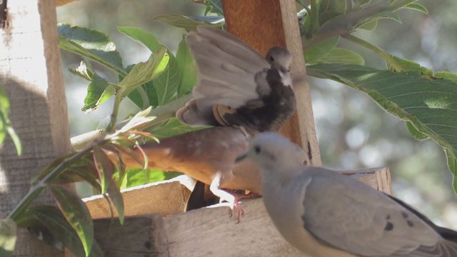 Ruddy Ground Dove - ML239550691