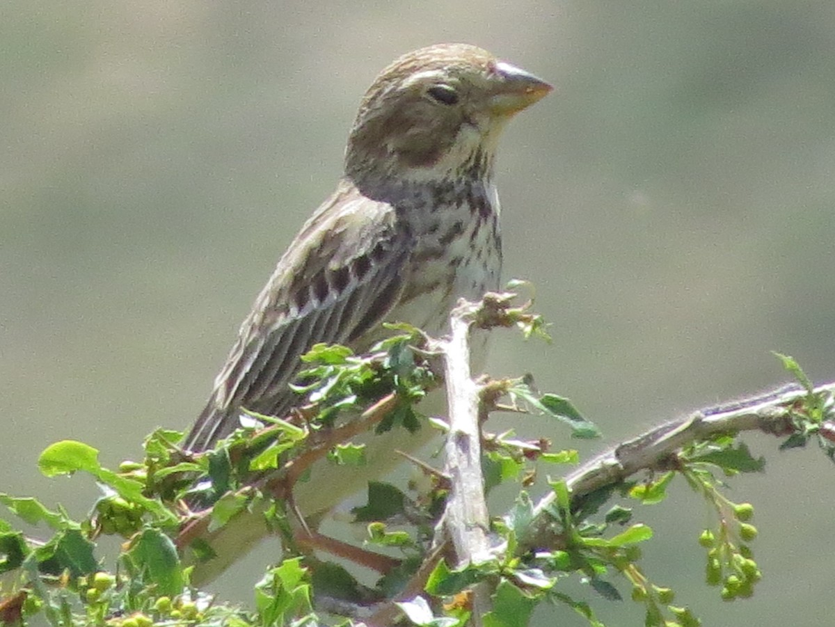 Corn Bunting - ML239552541