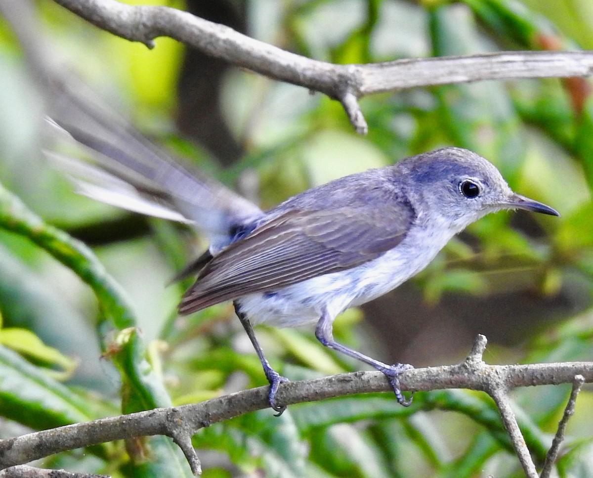 Blue-gray Gnatcatcher - ML239552611