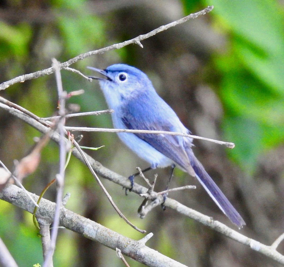 Blue-gray Gnatcatcher - ML239552621