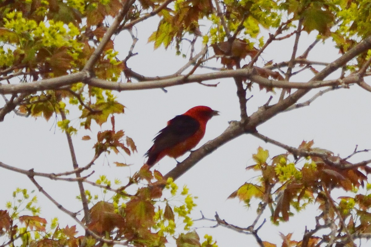 Scarlet Tanager - ML239553981