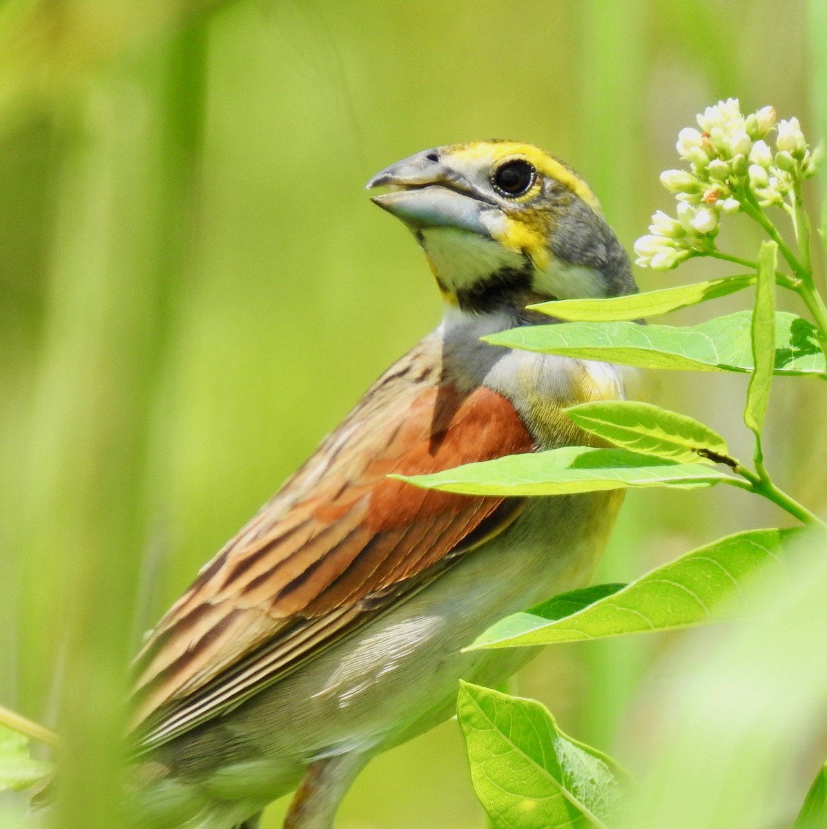 Dickcissel d'Amérique - ML239554031