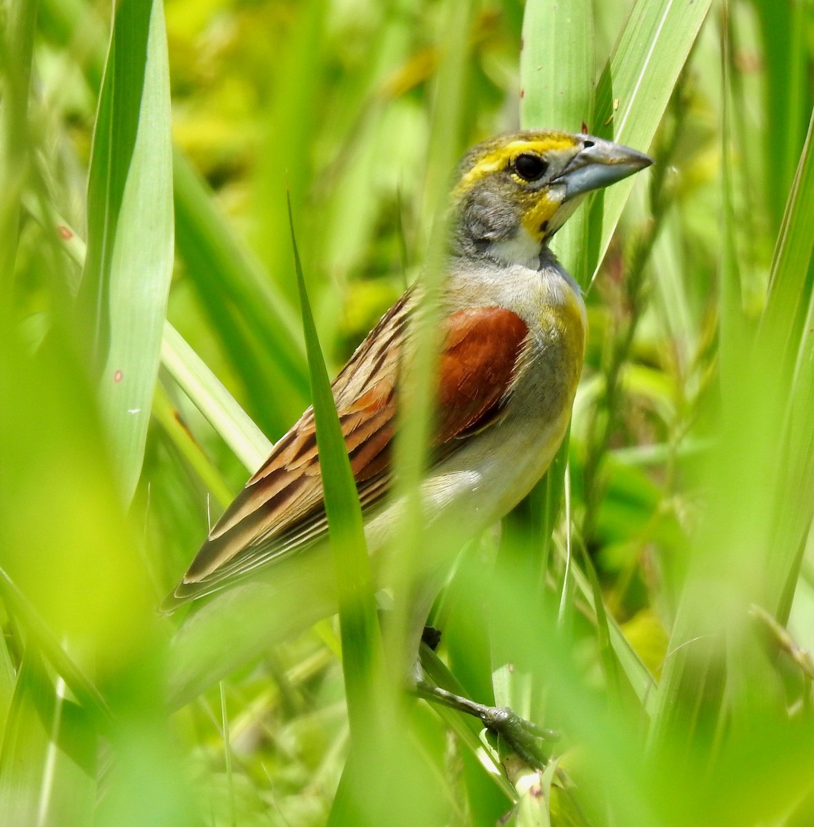 Dickcissel d'Amérique - ML239554041