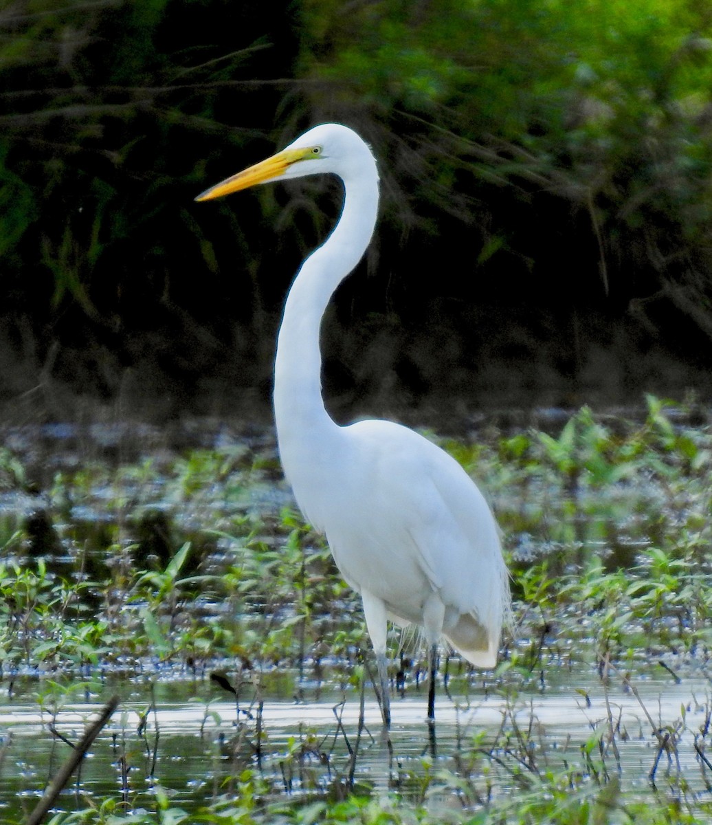 Great Egret - ML239554371