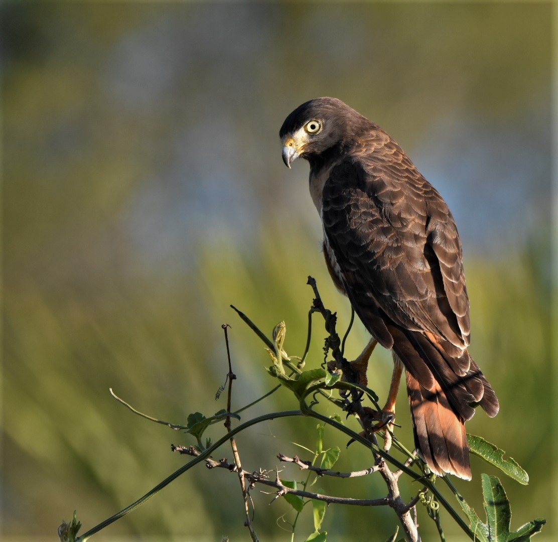 Roadside Hawk - Danilo Maciel