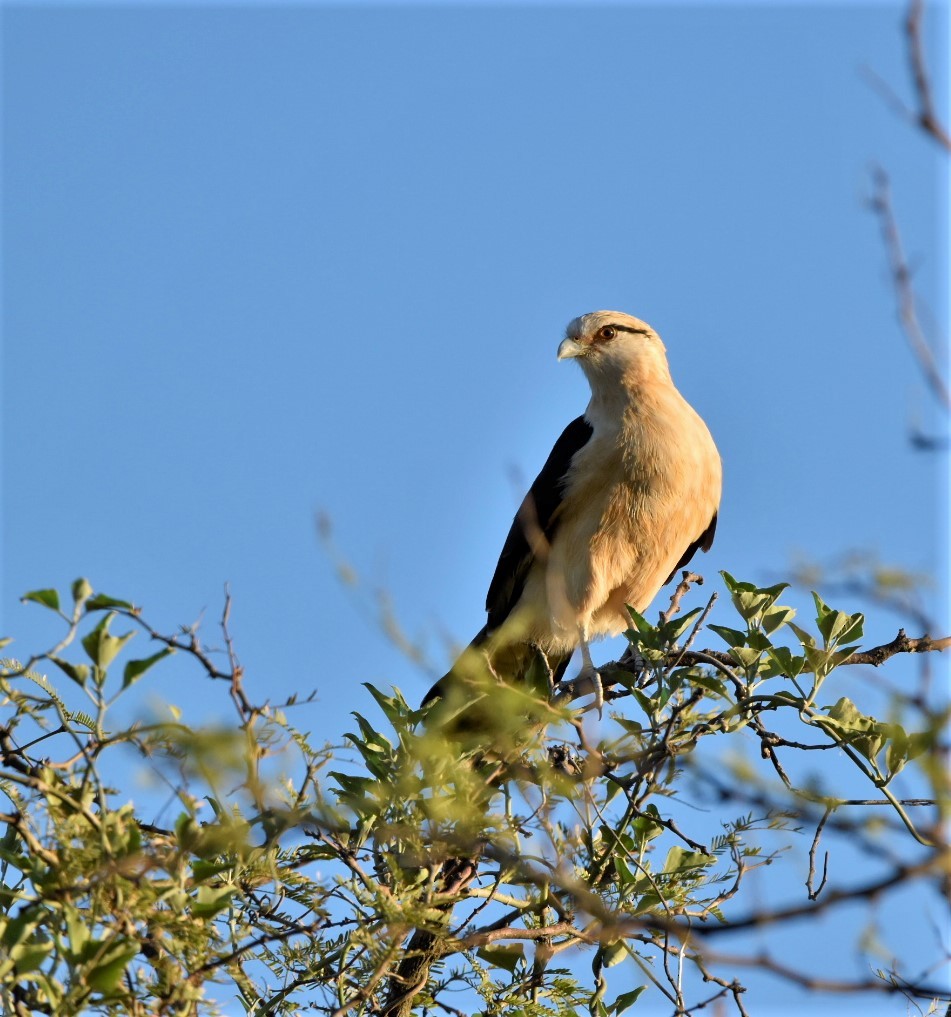 Yellow-headed Caracara - ML239554661