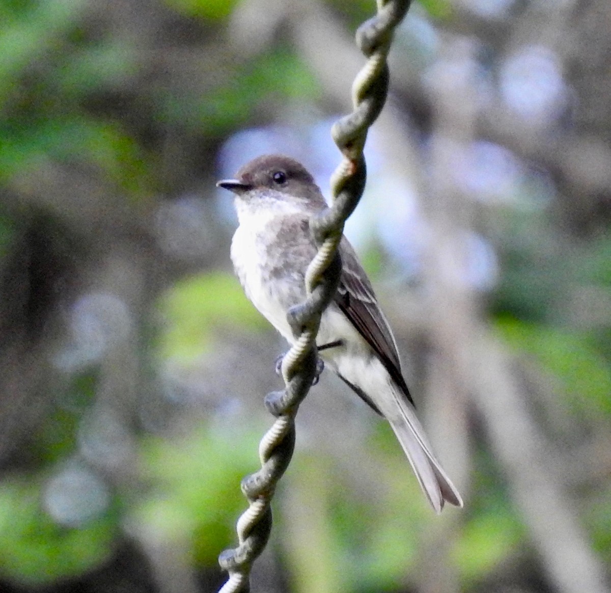Eastern Phoebe - ML239555321