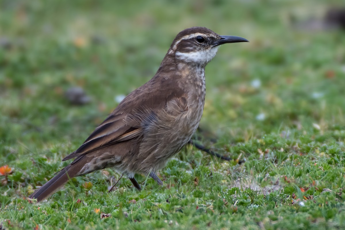 Stout-billed Cinclodes - Jeff Maw