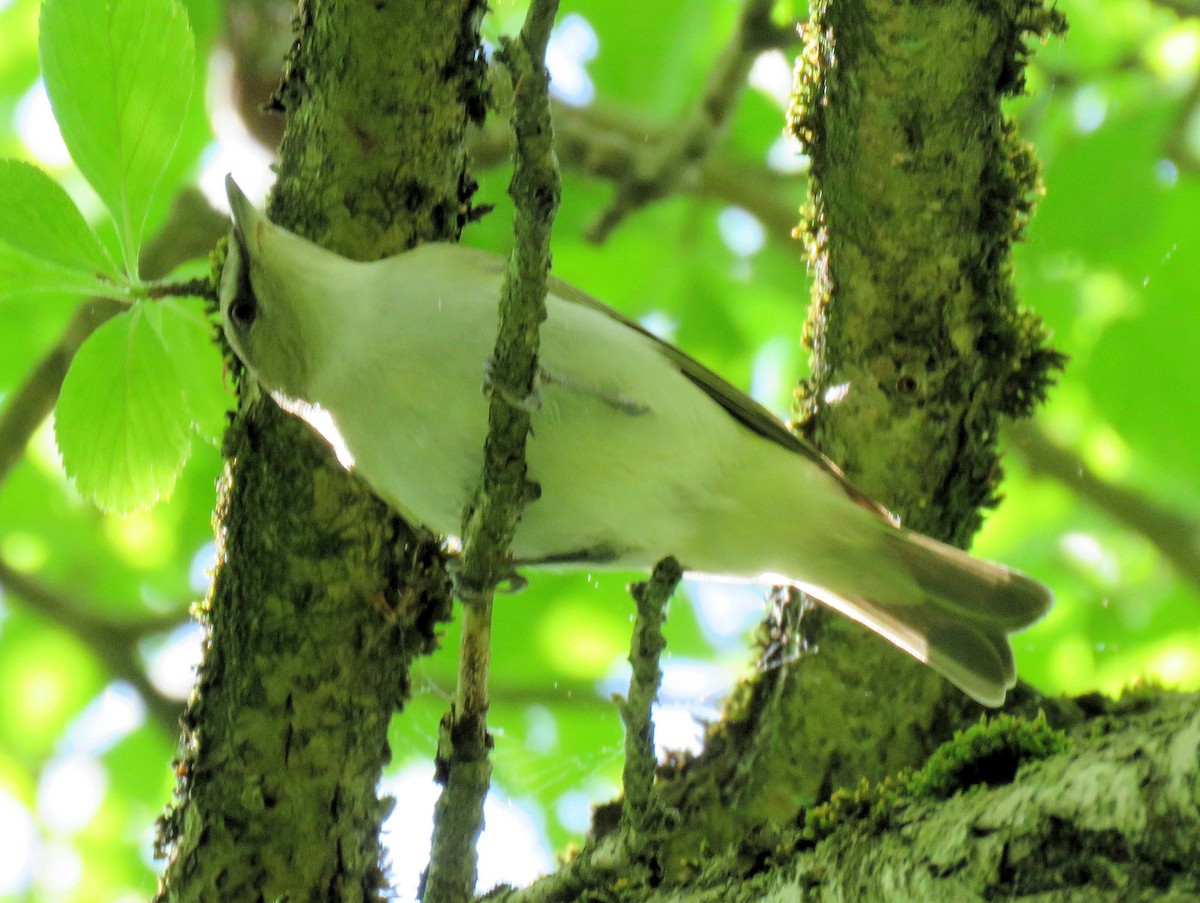 Red-eyed Vireo - ML239558051