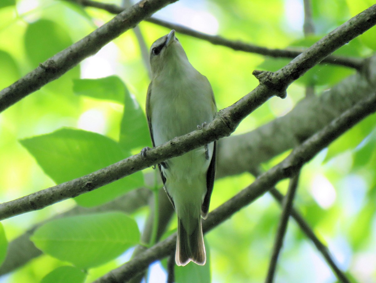 Vireo Ojirrojo - ML239558061