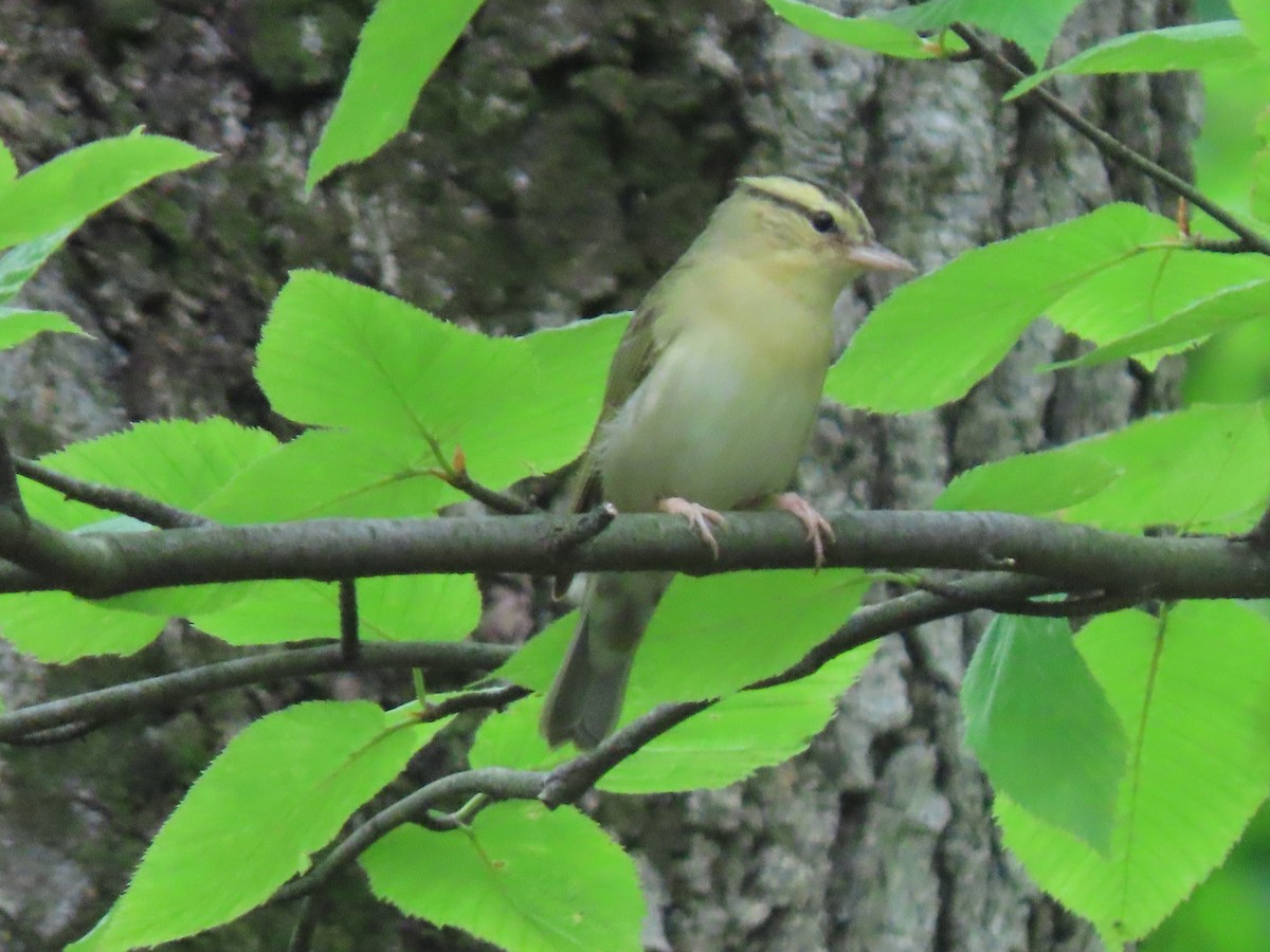 Worm-eating Warbler - ML239558141