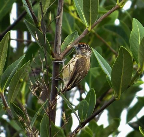 White-bellied Piculet - Danielson Aleixo