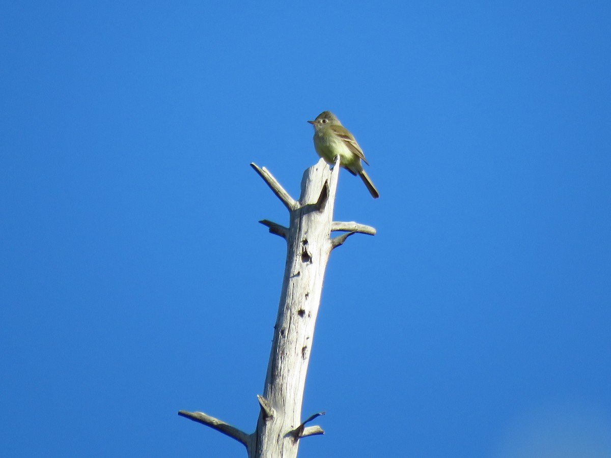 Dusky Flycatcher - ML239561611