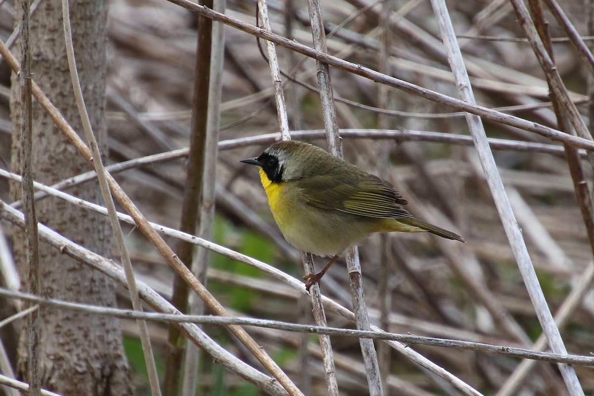 Common Yellowthroat - ML239564951