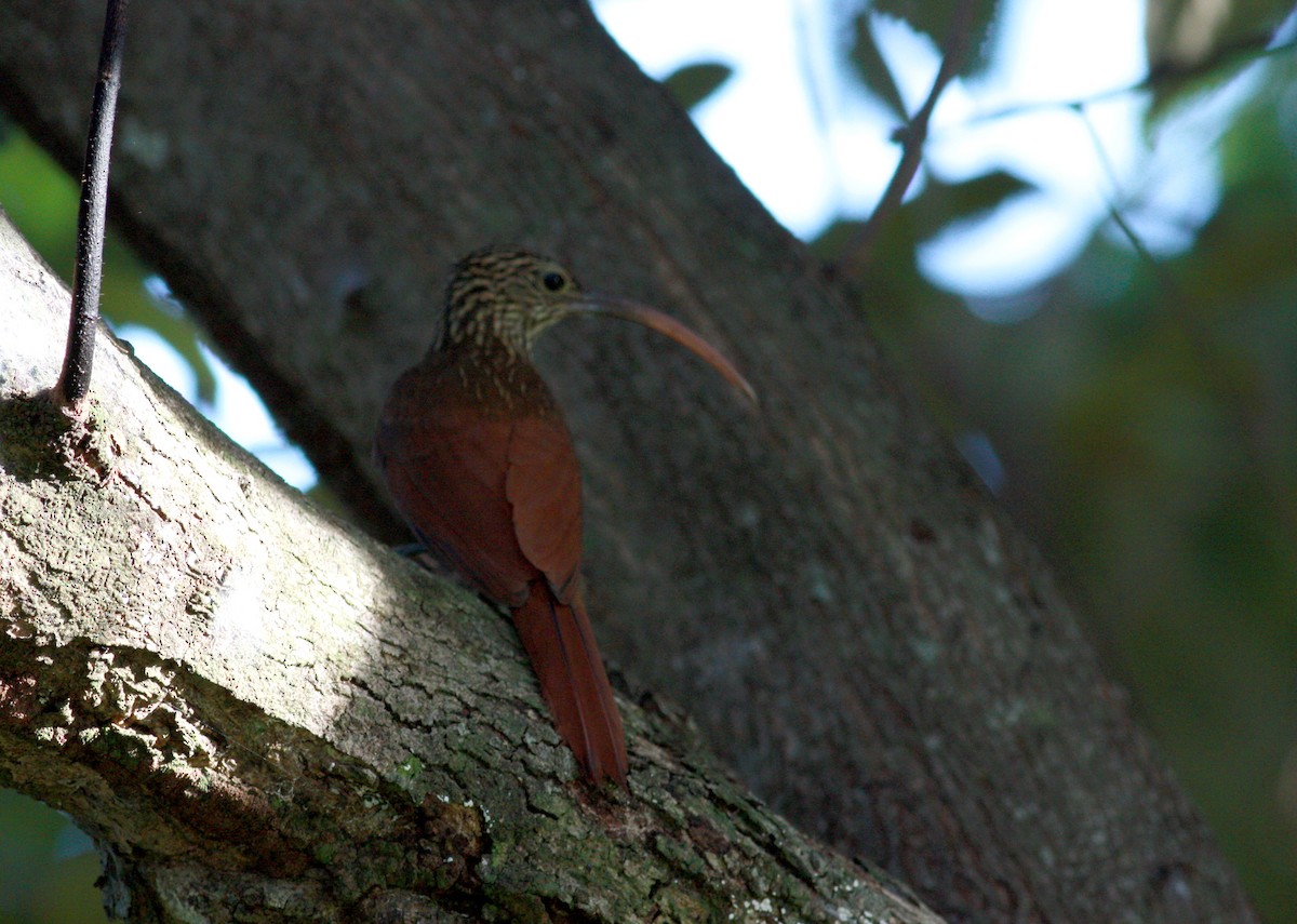 Red-billed Scythebill - ML23956711