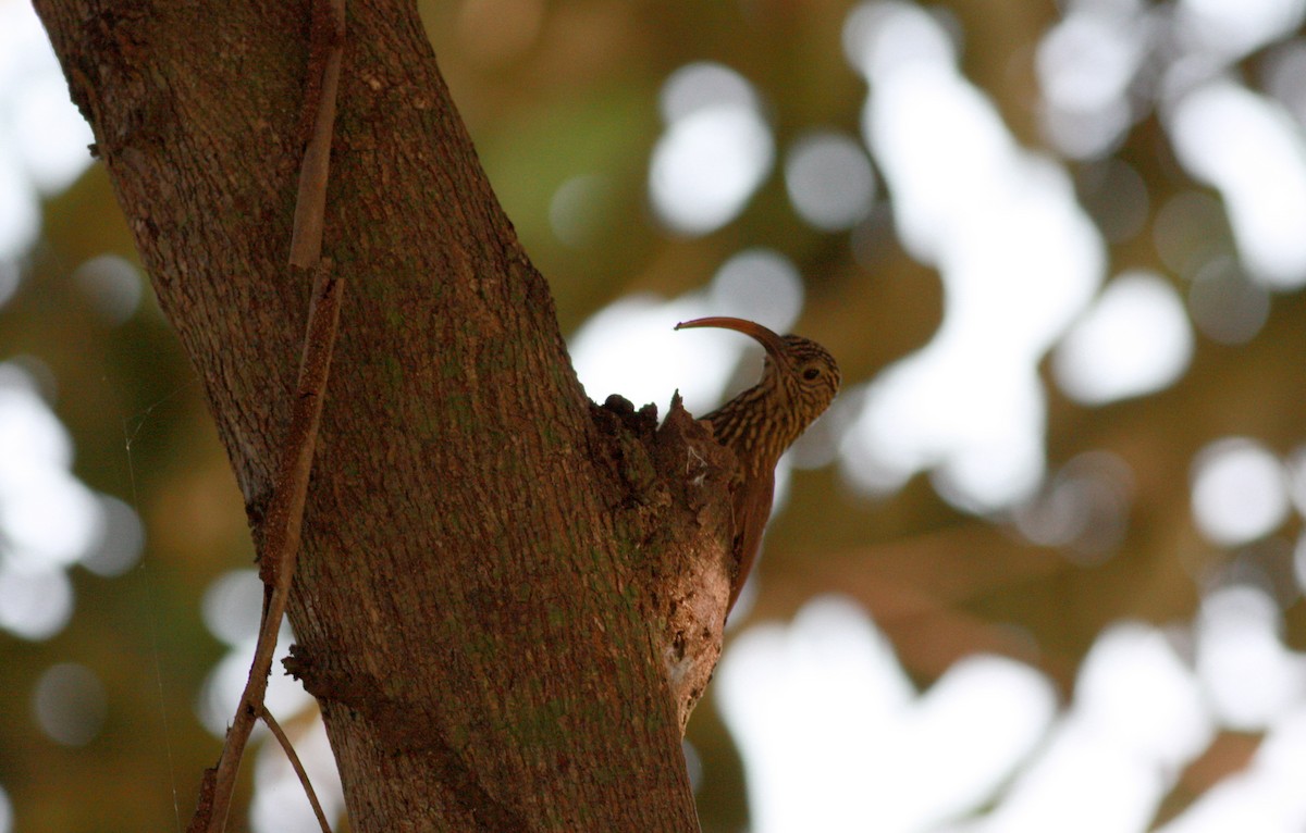 Red-billed Scythebill - ML23956731