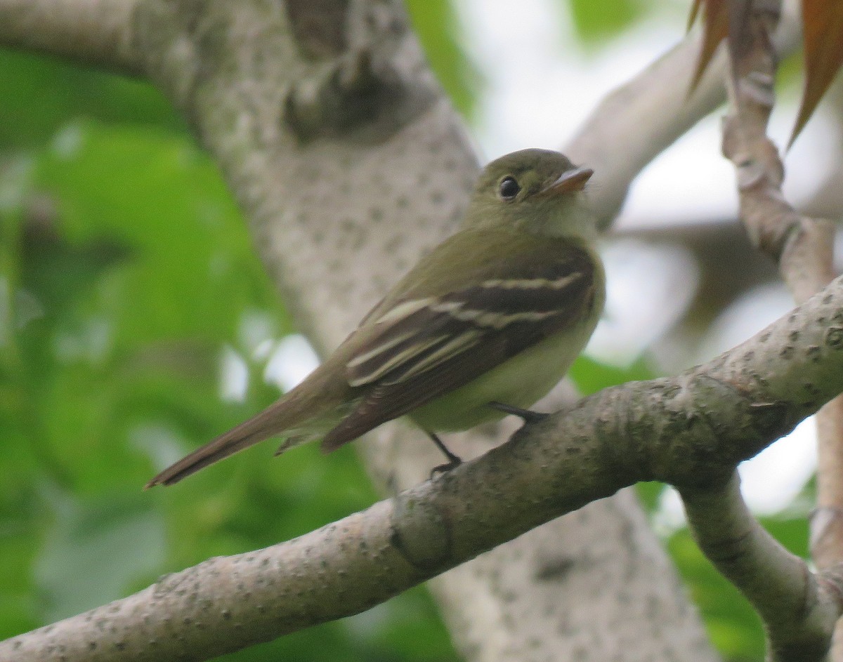 Acadian Flycatcher - ML239567691