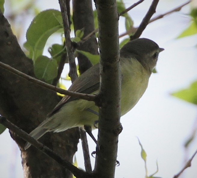 Philadelphia Vireo - Matthew Valencic