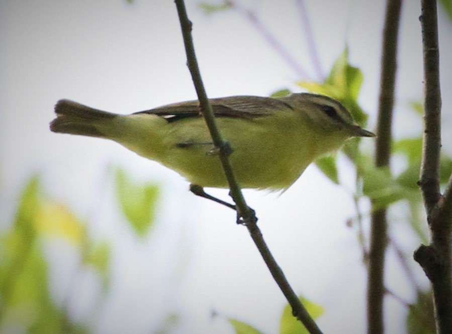 Philadelphia Vireo - ML239568511