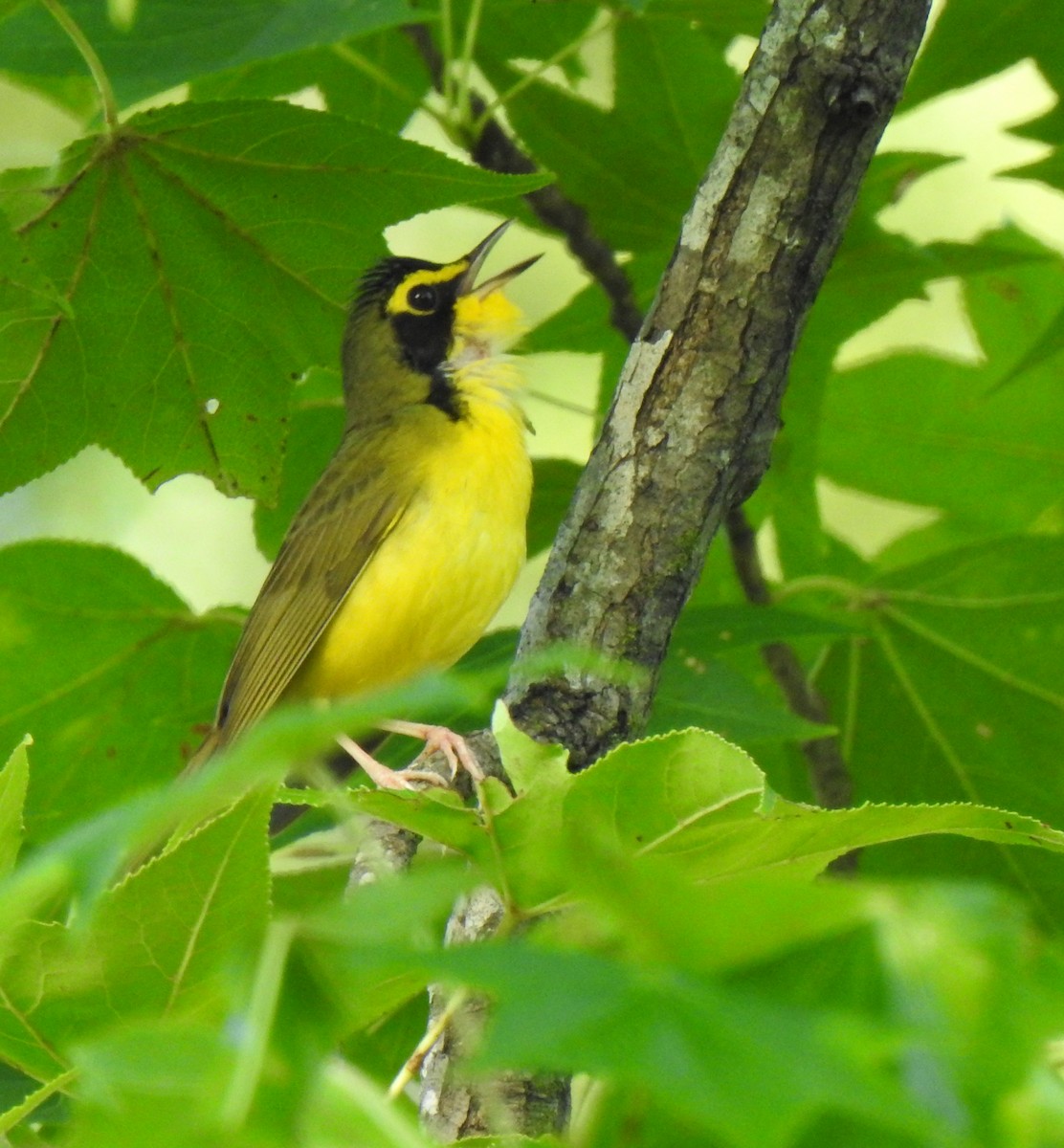 Kentucky Warbler - ML239568751