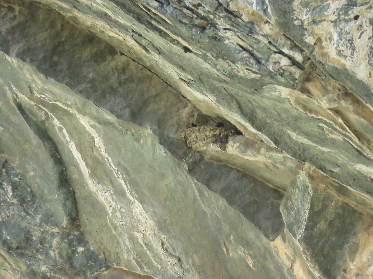 סנונית סלעים - ML239569091