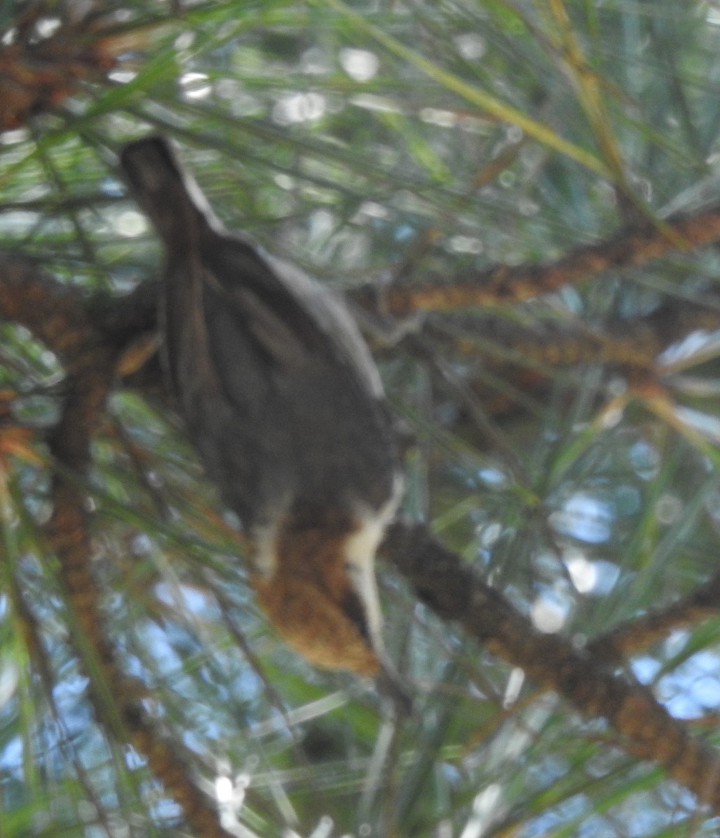 Brown-headed Nuthatch - Daniel Lane