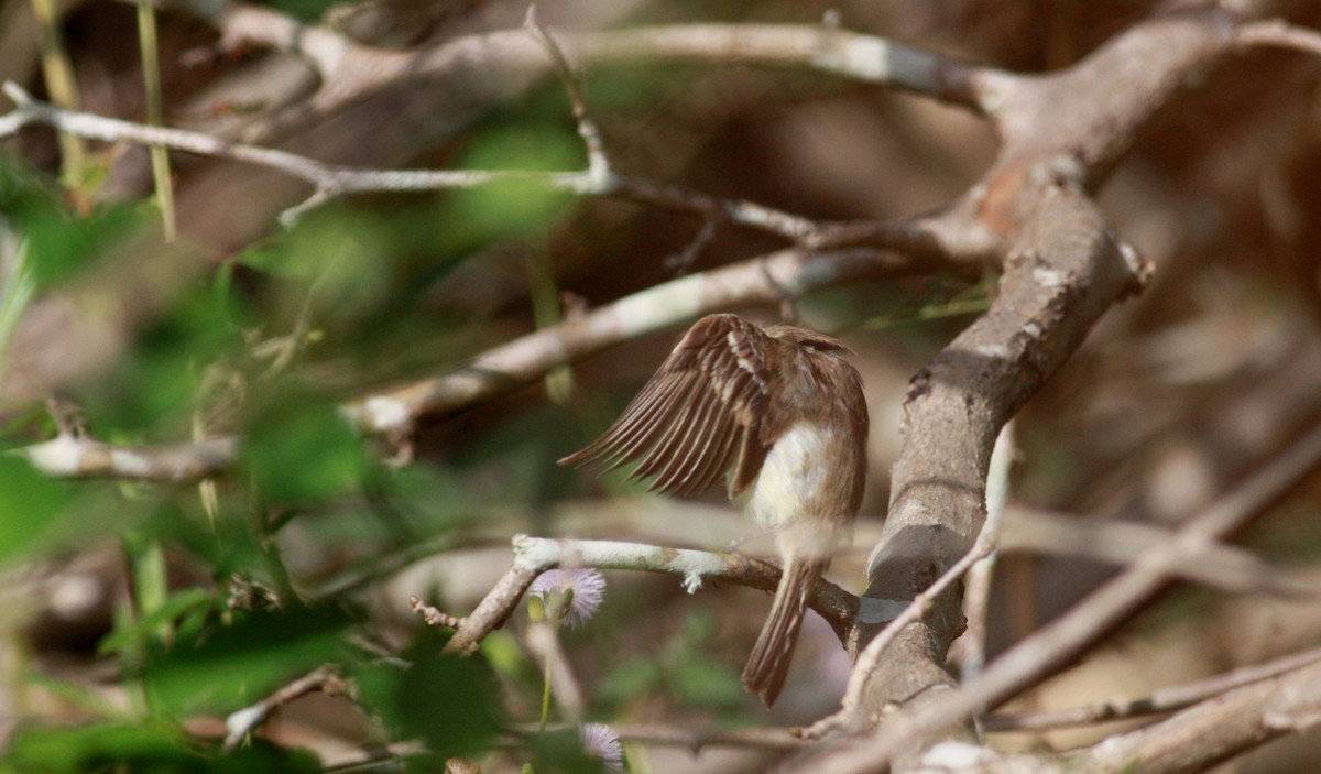 Northern Mouse-colored Tyrannulet - ML23956961