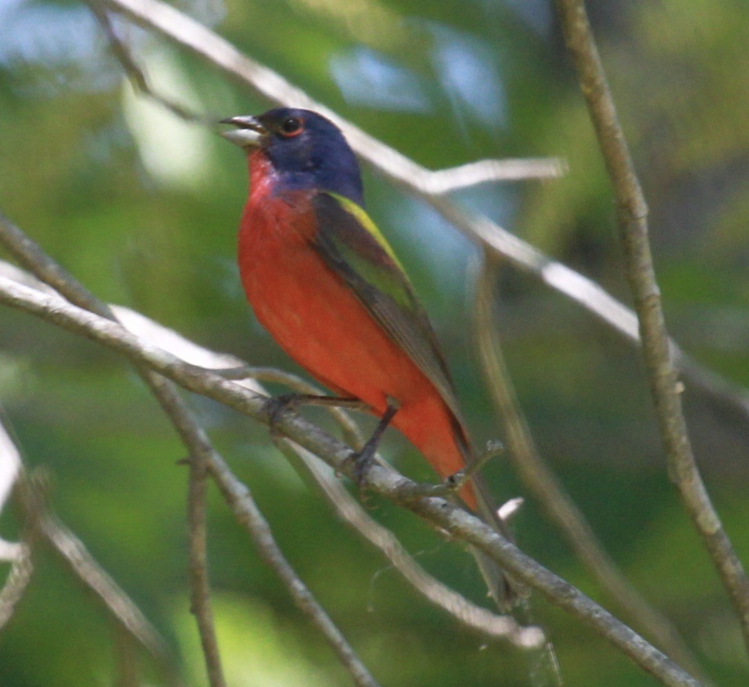 Painted Bunting - ML239570521