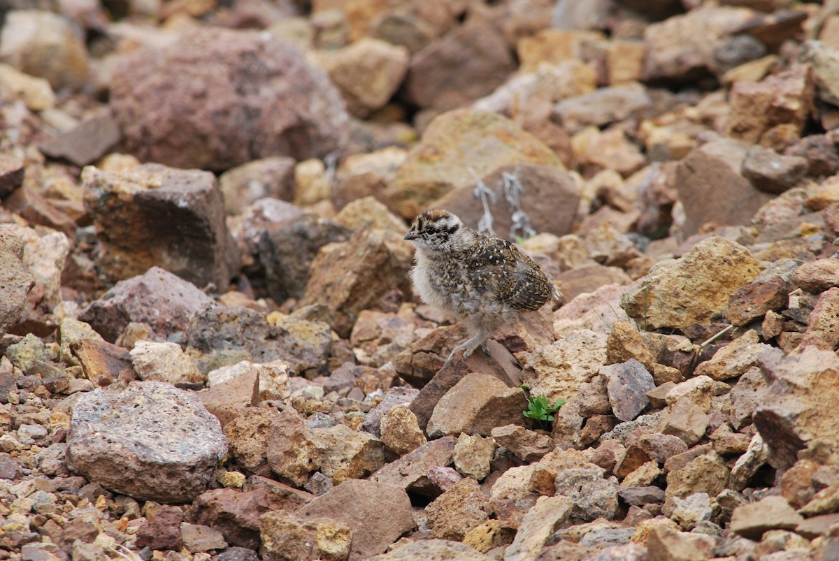 White-tailed Ptarmigan - ML239570541