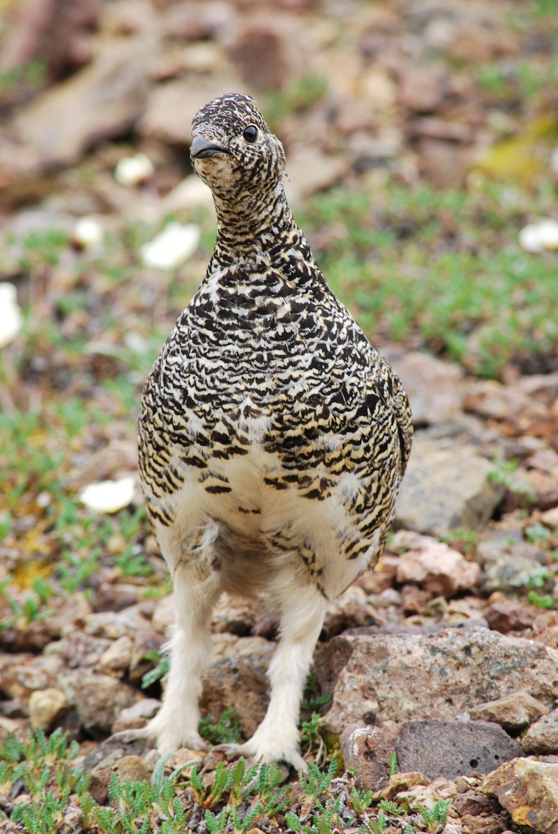 Weißschwanz-Schneehuhn - ML239570611