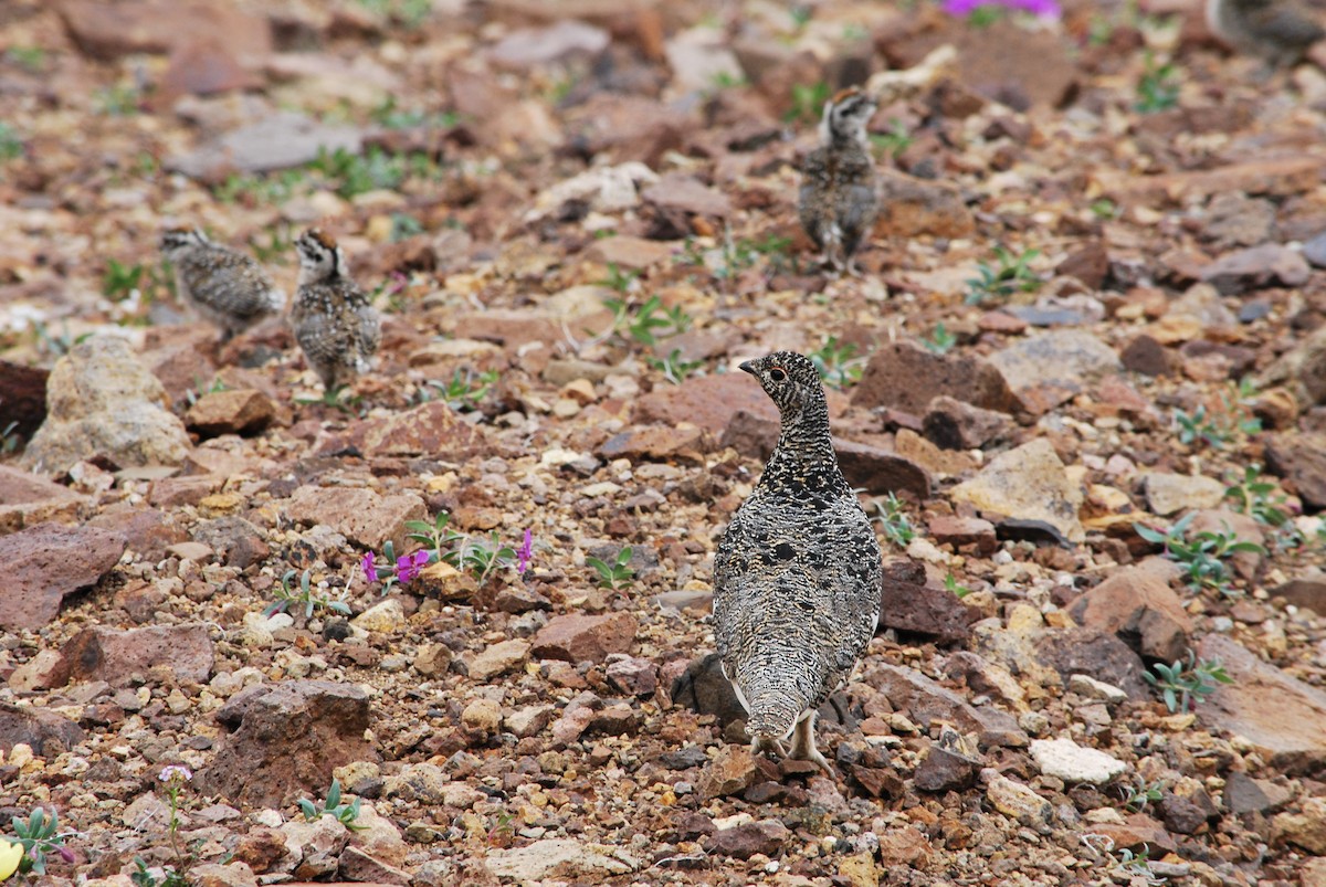 White-tailed Ptarmigan - ML239570621