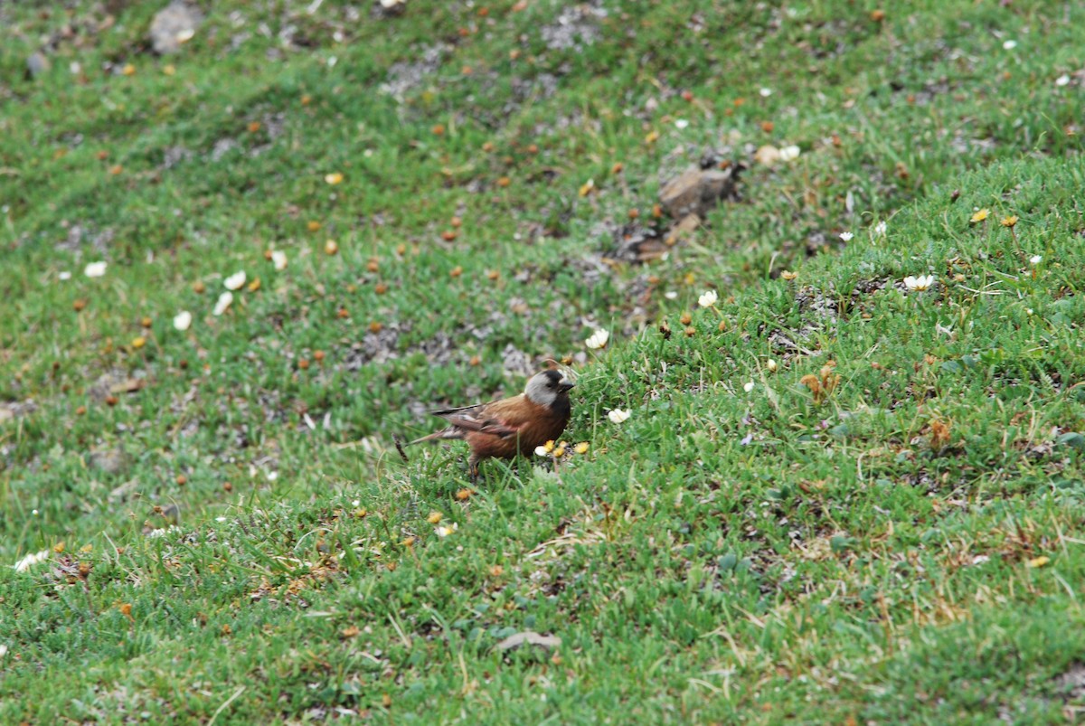 grånakkefjellfink (littoralis) - ML239570651