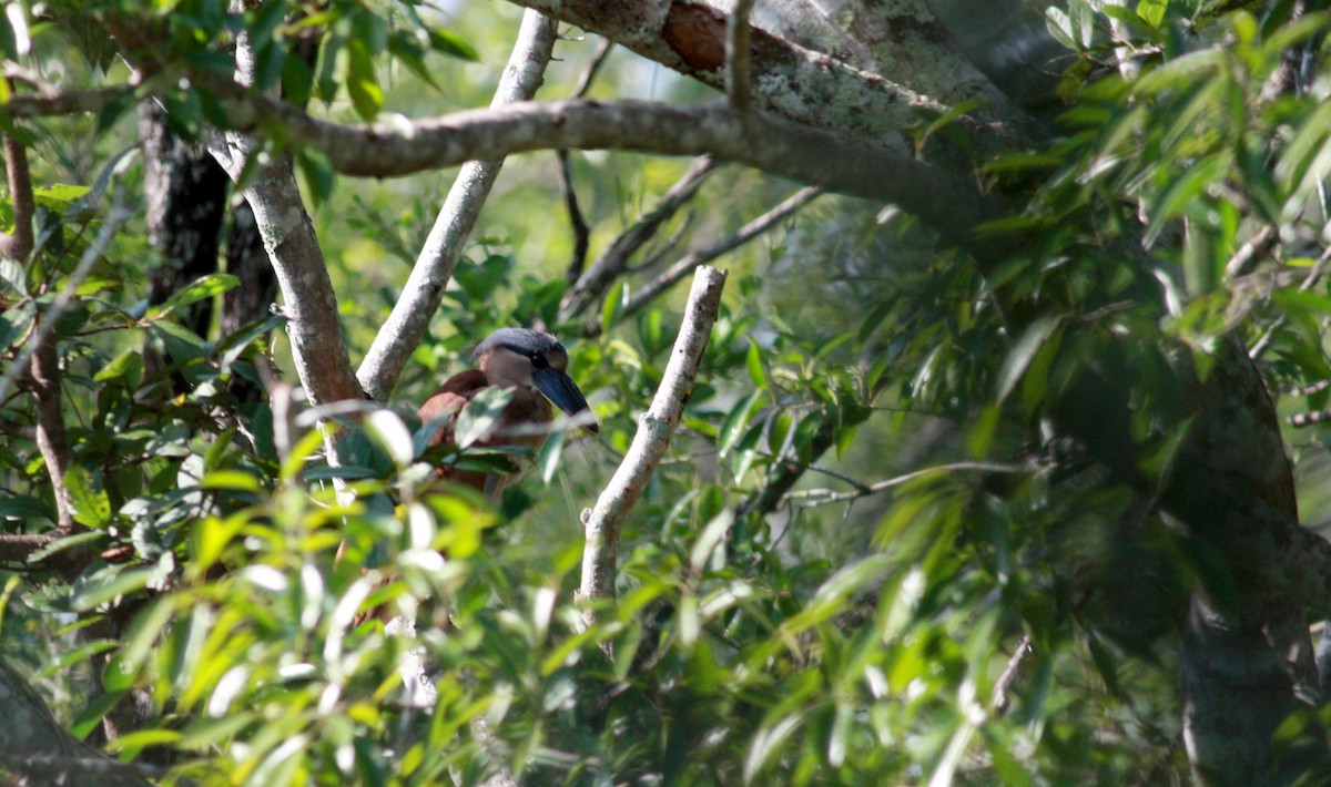 Boat-billed Heron (Southern) - ML23957111