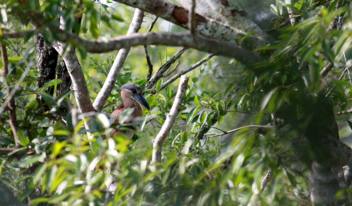 Boat-billed Heron (Southern) - ML23957121