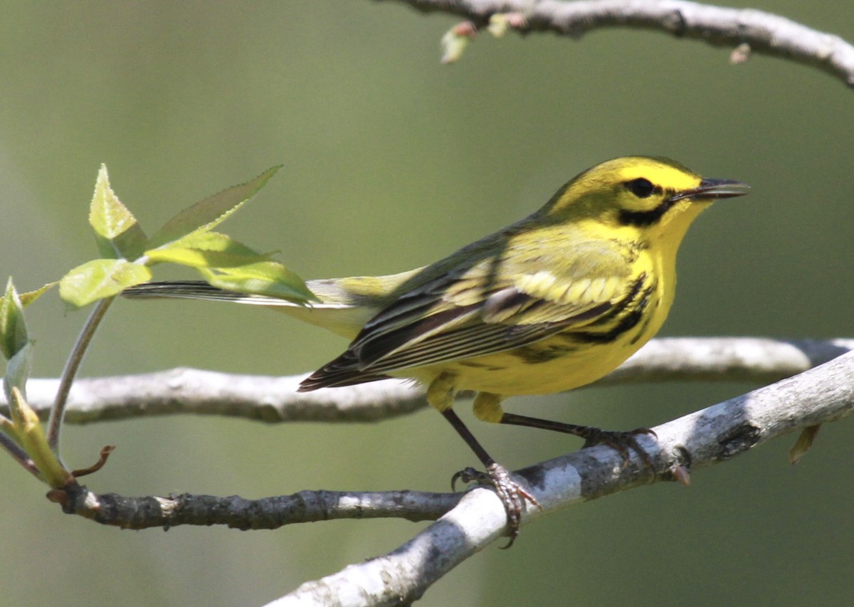 Prairie Warbler - ML239571571