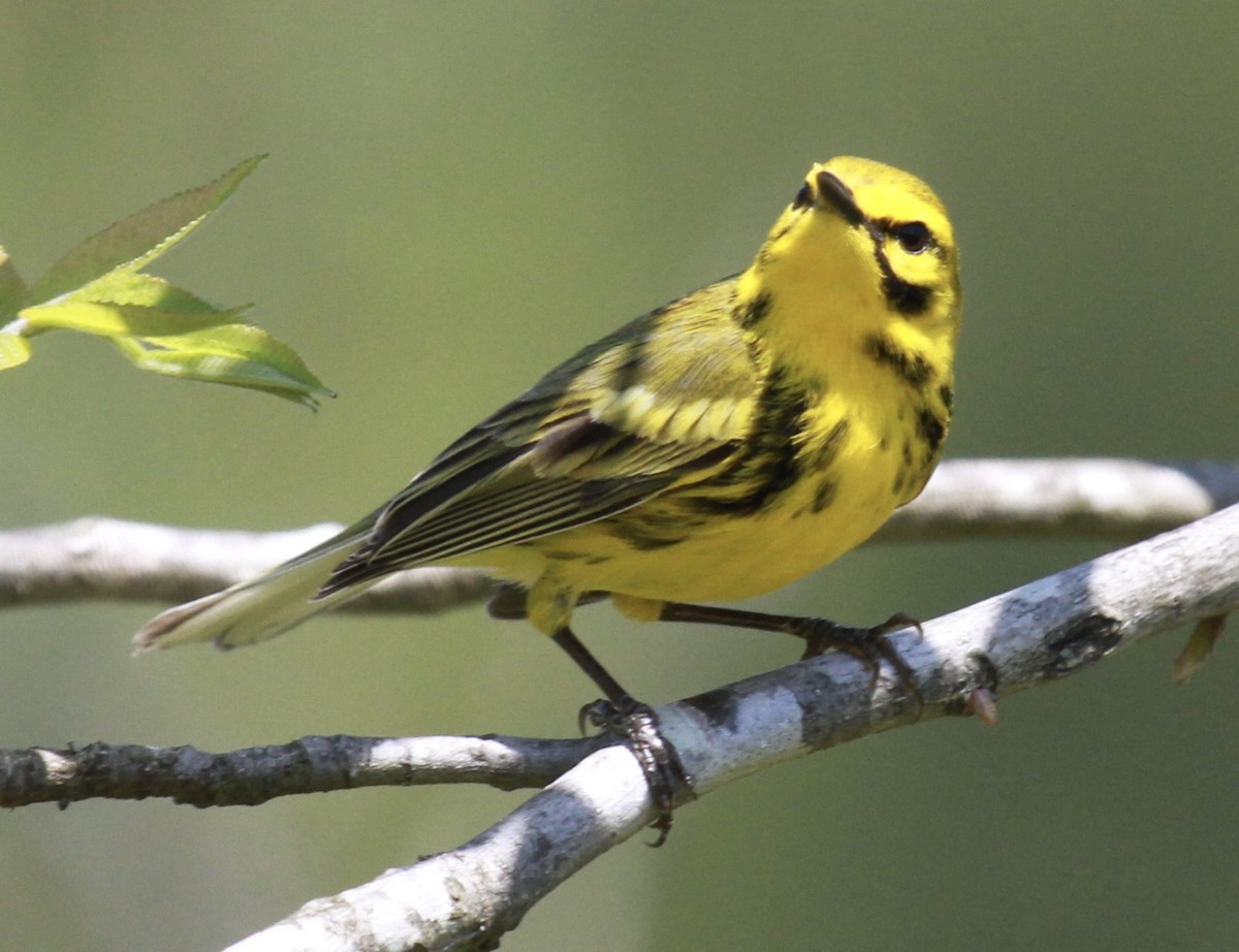 Prairie Warbler - ML239571581
