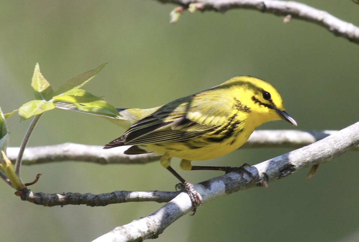 Prairie Warbler - ML239571591