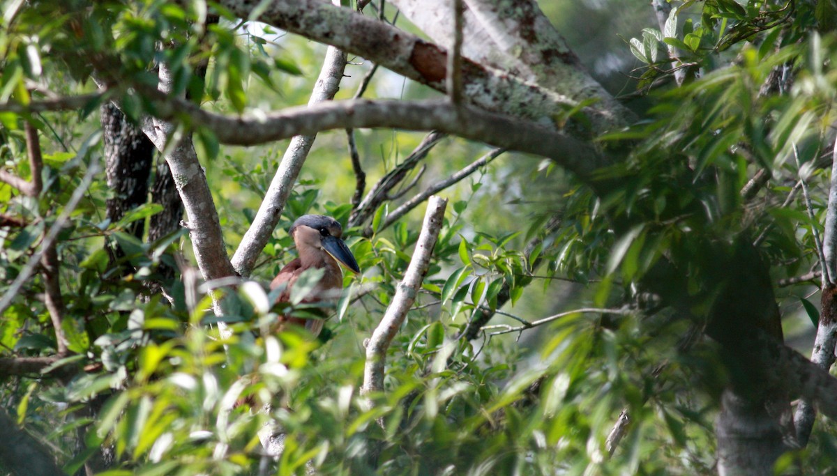 Boat-billed Heron (Southern) - ML23957211