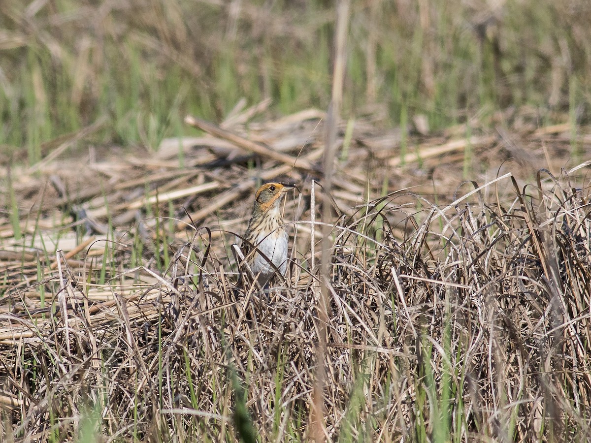 Saltmarsh Sparrow - ML239572381