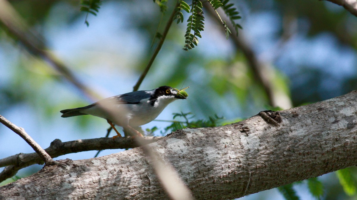 Hooded Tanager - ML23957251