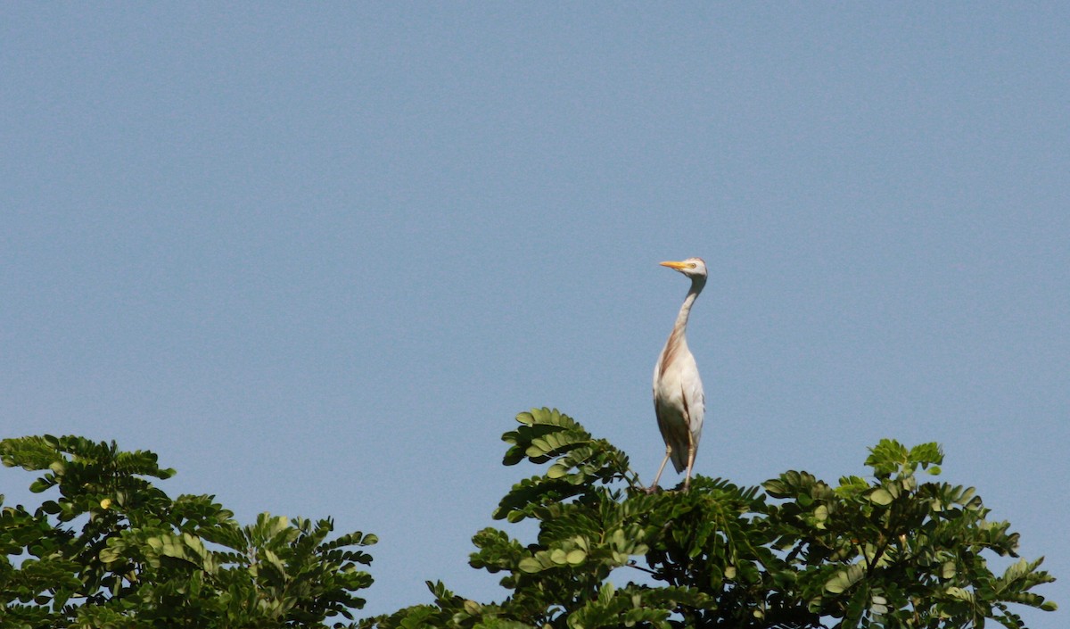 Чапля єгипетська (підвид ibis) - ML23957351